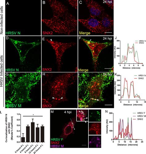 Hrsv M And N Proteins Colocalize With The Early Endosome Marker Snx