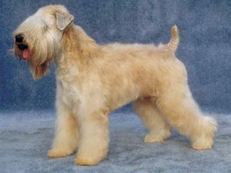 Irish Soft Coated Wheaten Terrier-Puppies and Dogs for Sale – Jelena ...