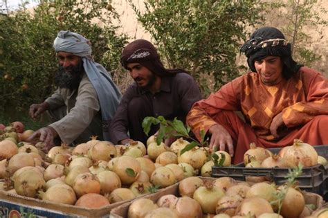 Menengok Kesibukan Panen Buah Delima Di Provinsi Farah Afghanistan