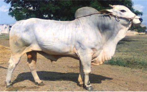 Higher Milk Yielding Best Breed Of Milch Cattle In The World Is