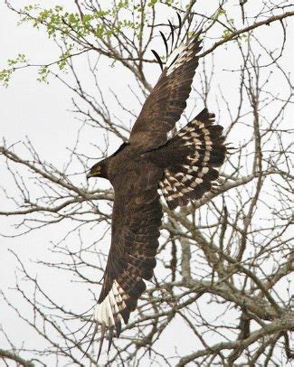 Long-Crested Eagle - Lophaetus occipitalis | The Eagle Directory