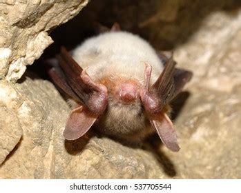 Lesser Mouse Eared Bat Myotis Blythii Stock Photo 234205150 Shutterstock