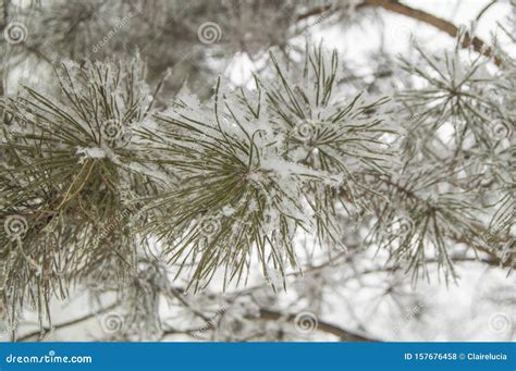 Les Branches Du Sapin De No L Et Du Pin Sont Recouvertes De Cristaux De