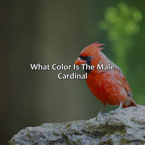 What Color Is The Male Cardinal - colorscombo.com