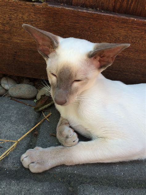 Sleepy Lilac point Siamese kitten. | Siamese cats, Pretty cats, Cats and kittens