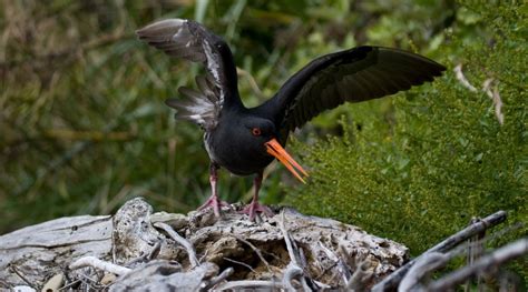 Nga Manu Nature Reserve : Birding NZ