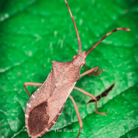 How to Control Squash Bugs- Naturally • The Rustic Elk