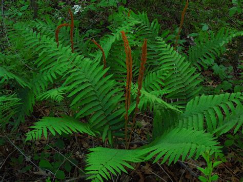 Cretaceous Plants