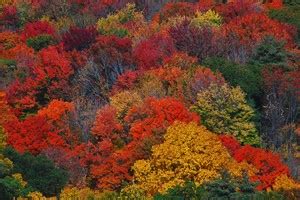 Early Arrival Of New England Fall Colors: A Sign Of Climate Change ...