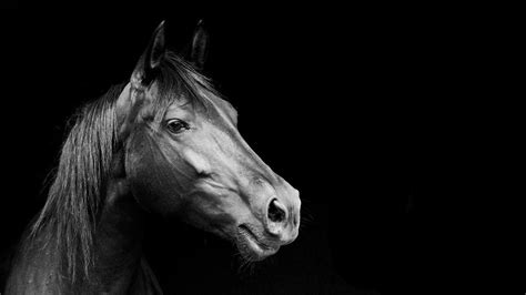 Black and White Horse Wallpapers - Top Free Black and White Horse ...