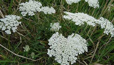 Daucus Carota Origen Descripción Cultivo Cuidados Propiedades