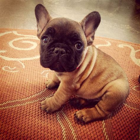 Snuggly French bulldog puppy at 8 weeks old. | French bulldog puppies ...