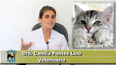 Gatos De Focinho Curto Ou Achatado Precisam De Cuidados Especiais YouTube