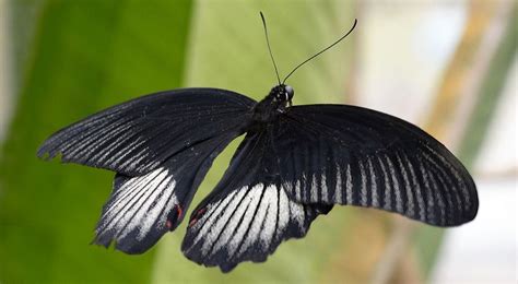 Borboleta Bruxa Significado Espiritual Voc Precisa Saber Disso