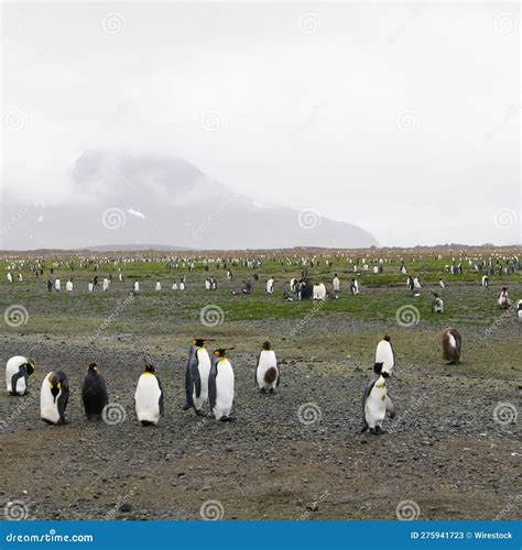 Large Group Of Penguins Standing Together On A Beach Near Snow Capped