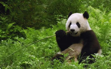 Beautiful Wallpapers: panda bear wallpaper