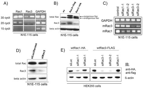 Both Rac1 And Rac3 Are Endogenously Expressed In N1e 115 Cells And Are