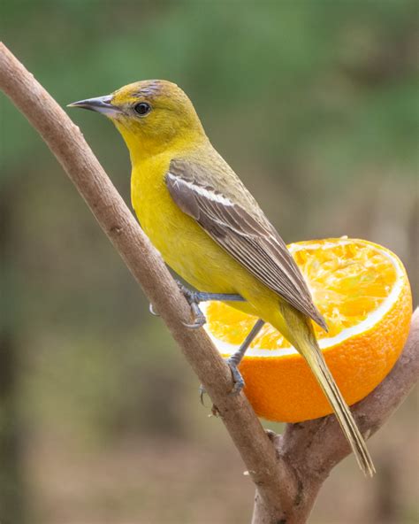 Orchard Oriole Feederwatch