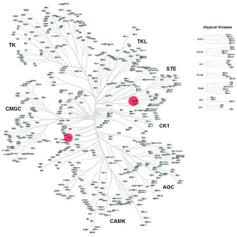 Representation Of The Human Kinome Based On Sequence Identity