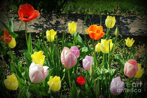 Roadside Tulips Photograph By Dora Sofia Caputo Pixels