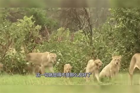 狮子猎杀幼象，不料水牛群前来救援，镜头记录全过程！牛群救援镜头