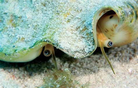 The Queen Conch Will Her Reign Continue Scuba Diving News Gear