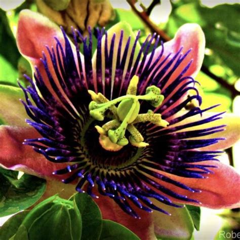 Red Passion Fruit Passiflora Edulis Fruit Live Plant 1’ 2’ Tropical Plantae