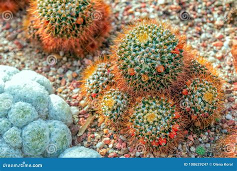 Mammillaria Nivosa Cactus With Long Bronze Color Sikes Stock Image