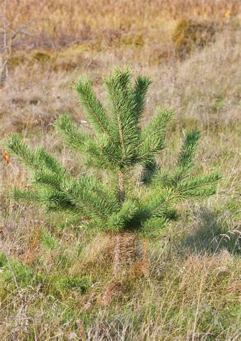 Lonely Small Pine Tree Stock Image Image Of Green Forest 35647323