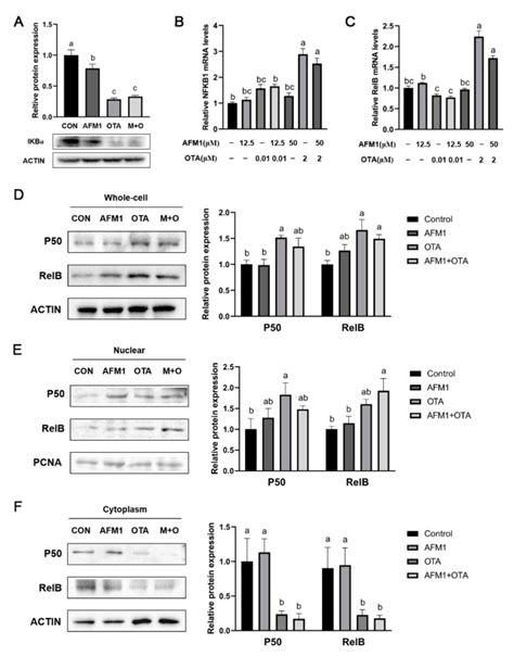 Human Fetal Small Intestinal Fhs Int Cells Atcc Bioz