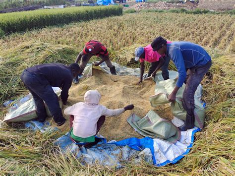 Perennial Rice Harvest In Ugan Image Eurekalert Science News Releases