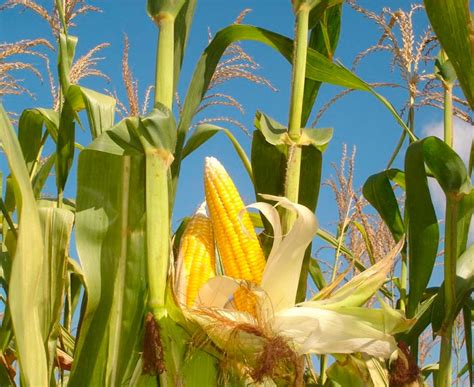 Maíz Más de 1000 PLANTAS Y FLORES del mundo