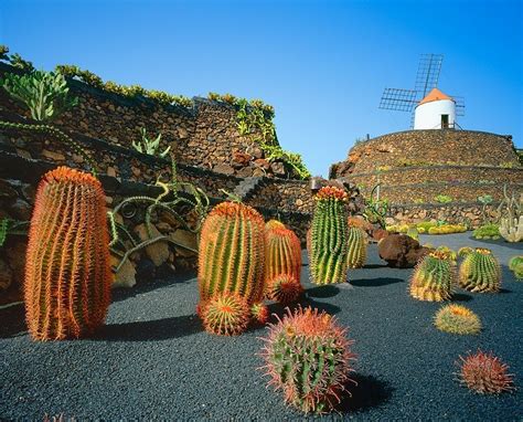 Jard N De Cactus Cactus Garden Lanzarote Hrvatsko Dru Tvo