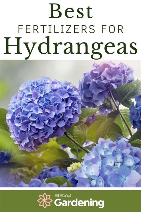 Best Fertilizers For Hydrangeas Ratings Reviews And Top Picks In 2024 Growing Hydrangeas