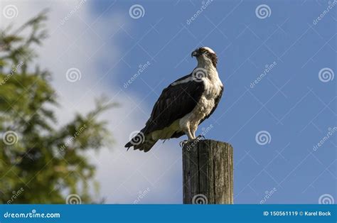 Western Osprey Pandion Haliaetus Stock Image - Image of migration, florida: 150561119