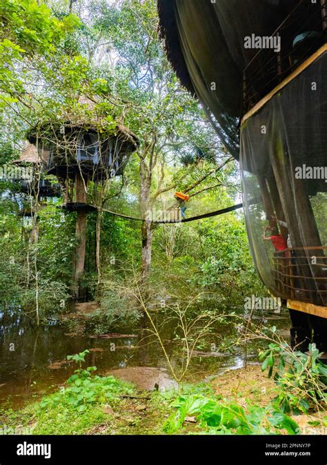 Glamping accommodation in the Amazon rainforest. Wooden treehouse ...