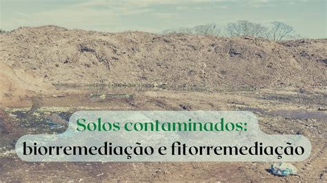 Remedia O De Solos Contaminados Biorremedia O Fitorremedia O