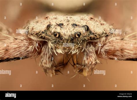 Spider Crab Hi Res Stock Photography And Images Alamy