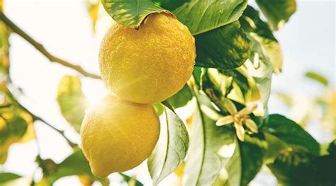 Bud Bi Re Blonde Am Ricaine Budweiser