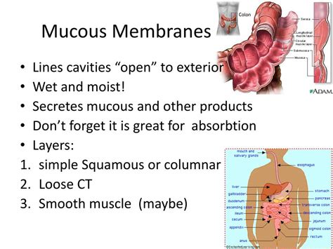 Where Are Mucous Membranes Found In The Body