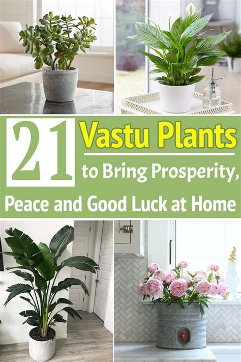 Vastu Plant To Bring Prosperity Peace And Good Luck At Home