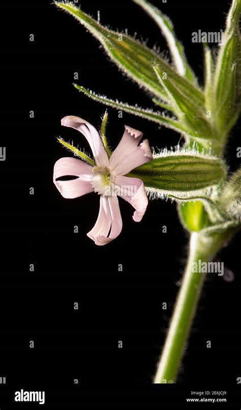 Night Flowering Catchfly Silene Noctiflora Surrey Uk Stock Photo Alamy