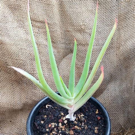 Aloe Speciosa 1ga Dryoasisplants