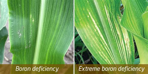 Considerations For Boron Applications To Corn Between V10 To R2