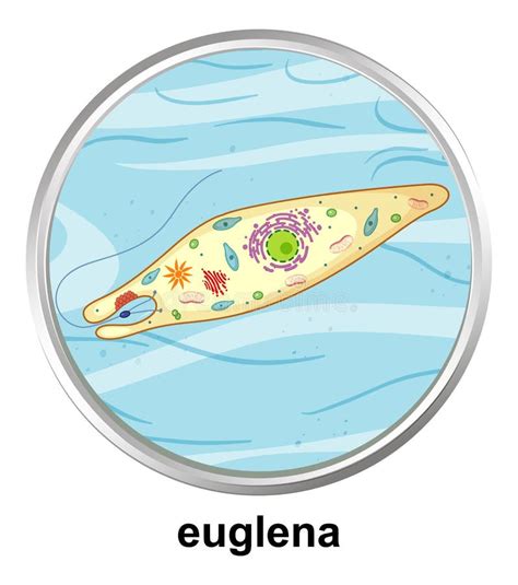 Structure Of A Euglena Stock Vector Illustration Of Green 34424805