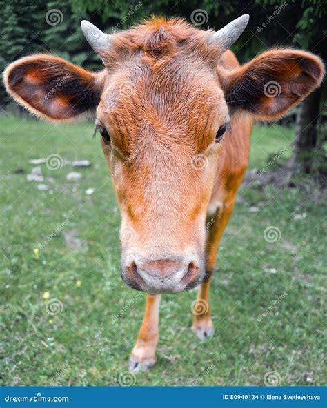 The Portrait Of Cow On The Background Of Field Beautiful Funny Cow On