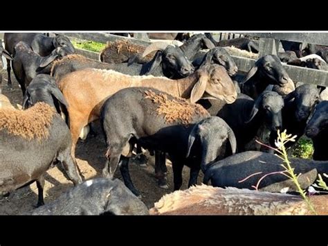 F Ovinos Caprinos de Dois Riachos Alagoas nordeste ás quarta