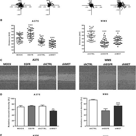 Migration Abilities Of Melanoma Cells With Altered Level Of Egfr And