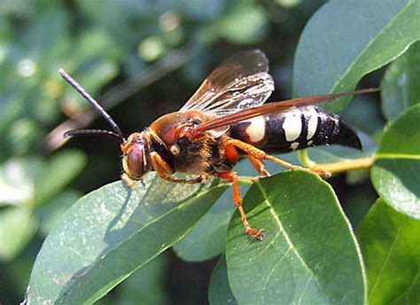 What Type Of Wasp Is This Sphecius Speciosus Bugguide