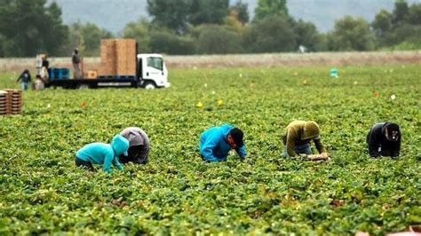 How American Farmers Harvest Thousands Of Tons Of Agricultural Products